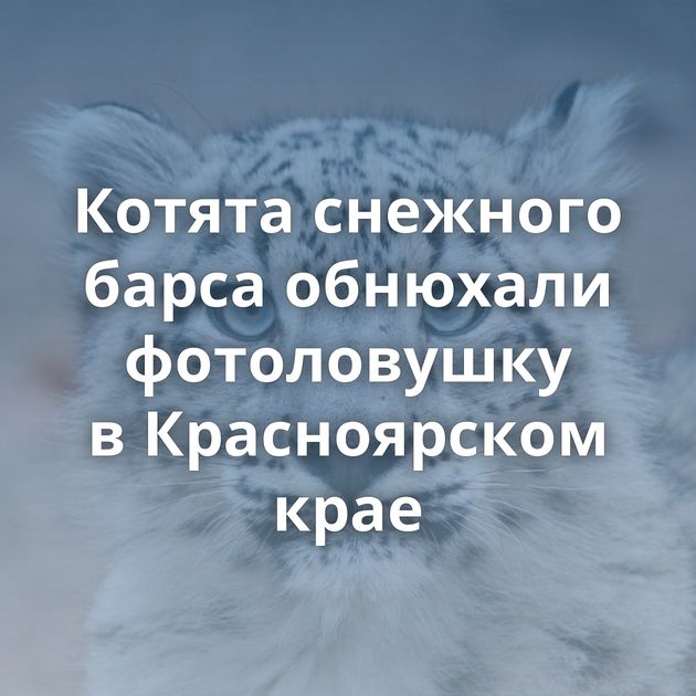 Котята снежного барса обнюхали фотоловушку в Красноярском крае