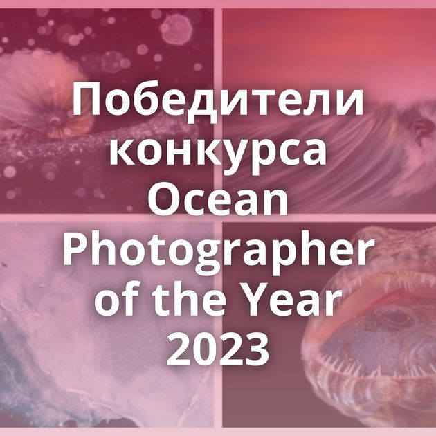 Победители конкурса Ocean Photographer of the Year 2023