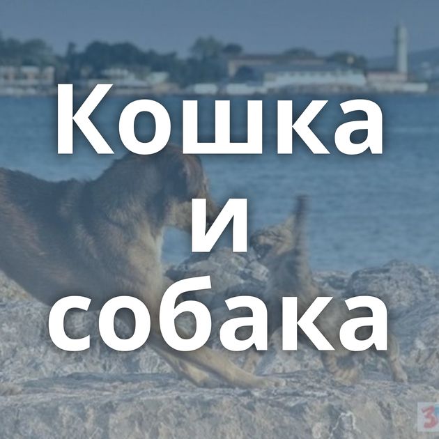 Кошка и собака