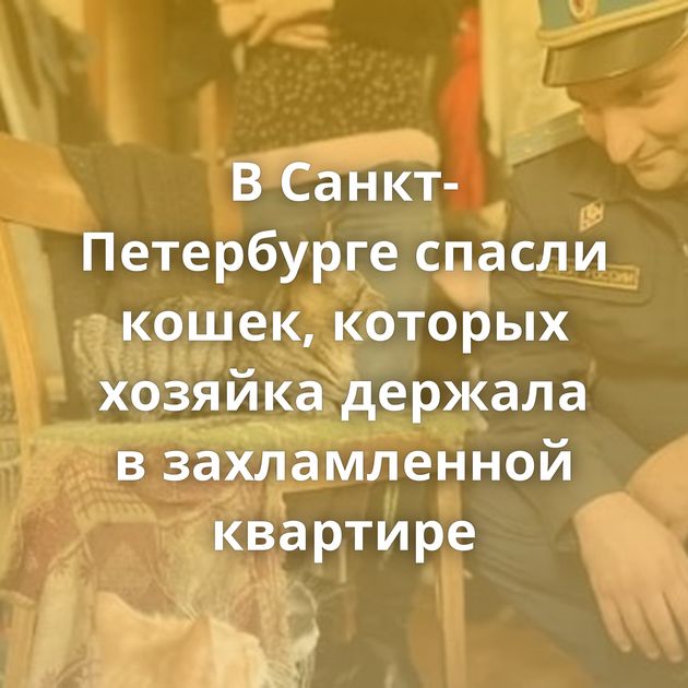В Санкт-Петербурге спасли кошек, которых хозяйка держала в захламленной квартире