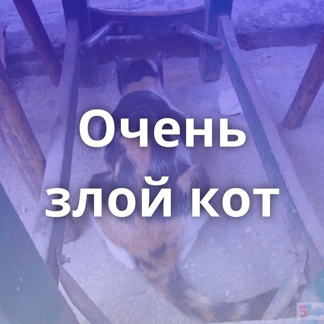 Очень злой кот