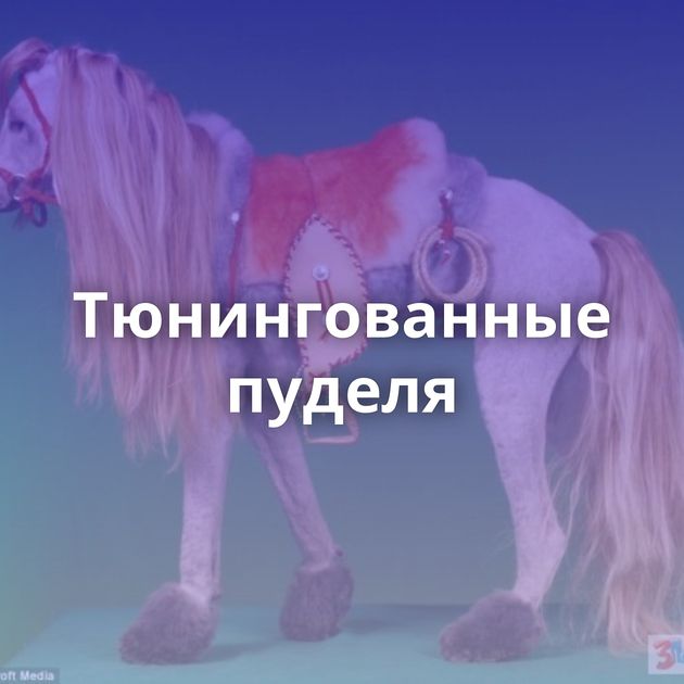 Тюнингованные пуделя