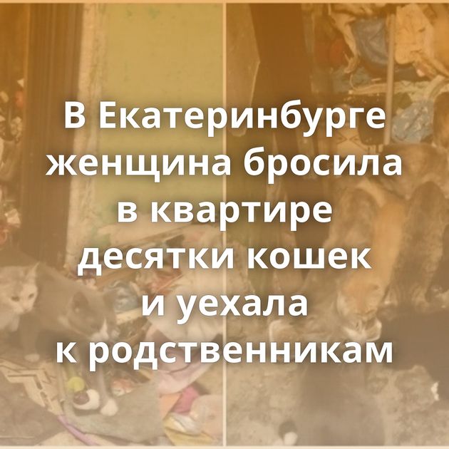 В Екатеринбурге женщина бросила в квартире десятки кошек и уехала к родственникам