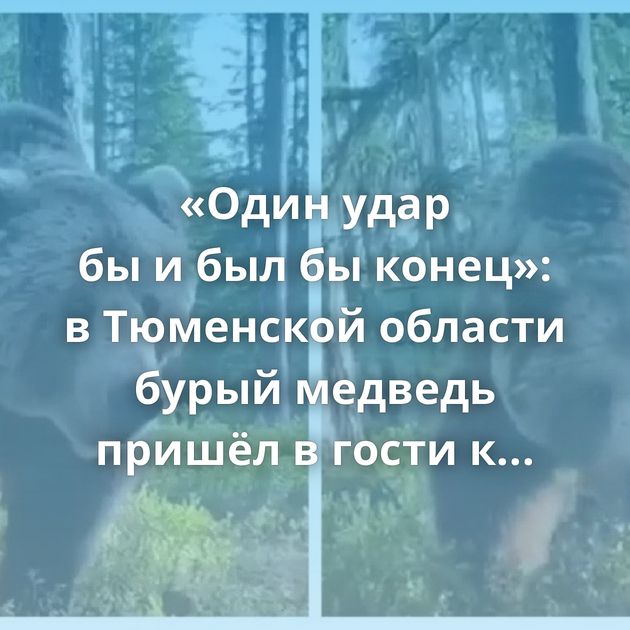 «Один удар бы и был бы конец»: в Тюменской области бурый медведь пришёл в гости к отдыхающему мужику…
