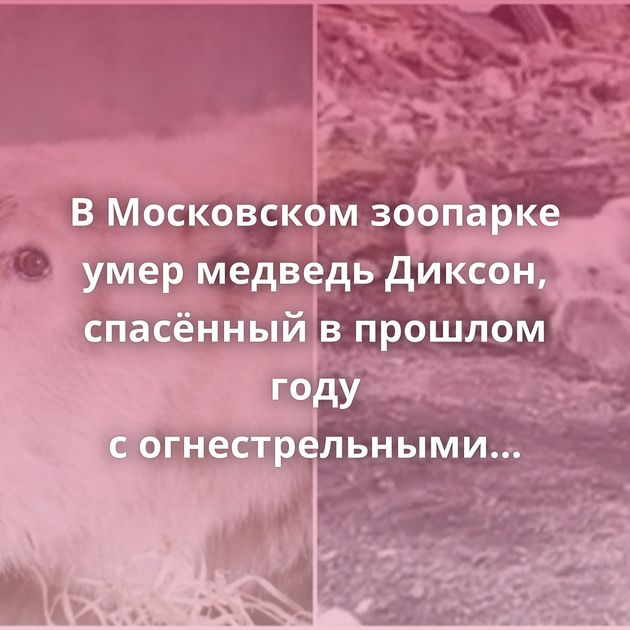 В Московском зоопарке умер медведь Диксон, спасённый в прошлом году с огнестрельными ранениями