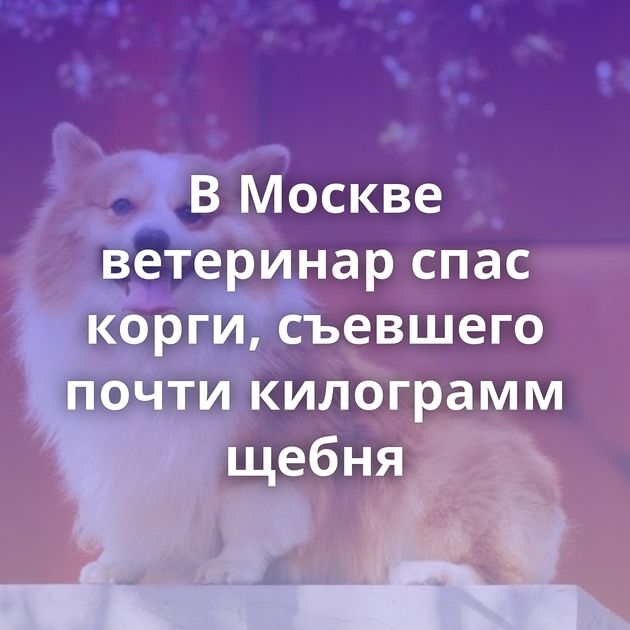 В Москве ветеринар спас корги, съевшего почти килограмм щебня