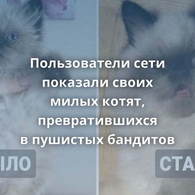 Пользователи сети показали своих милых котят, превратившихся в пушистых бандитов