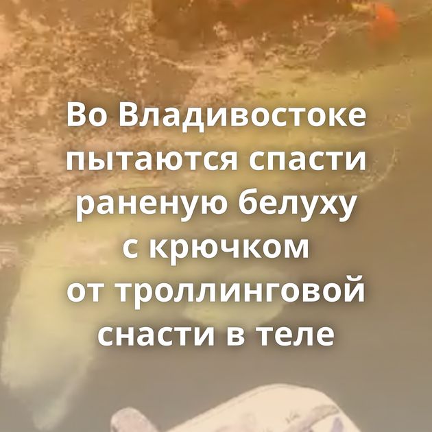 Во Владивостоке пытаются спасти раненую белуху с крючком от троллинговой снасти в теле