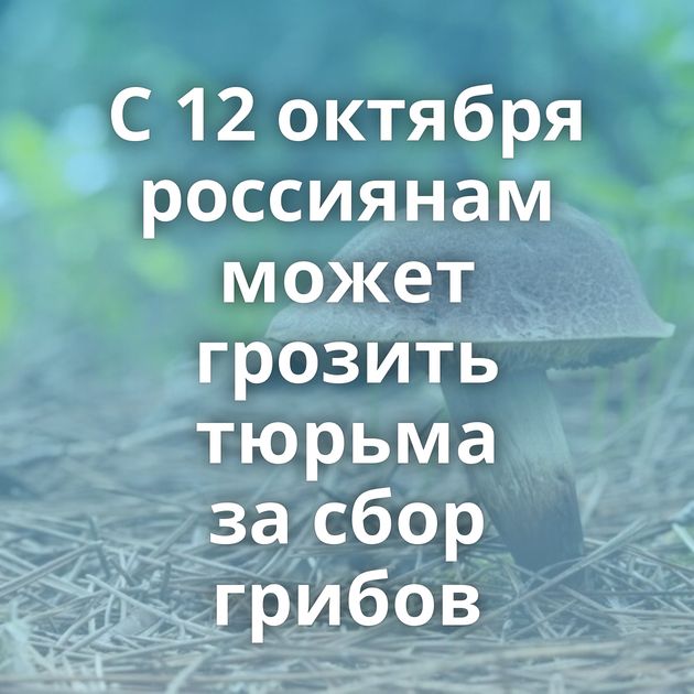 С 12 октября россиянам может грозить тюрьма за сбор грибов