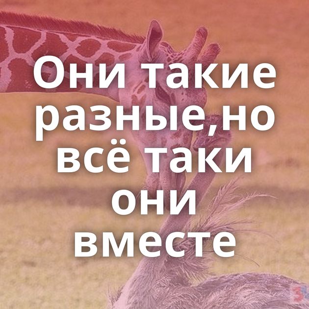 Они такие разные,но всё таки они вместе