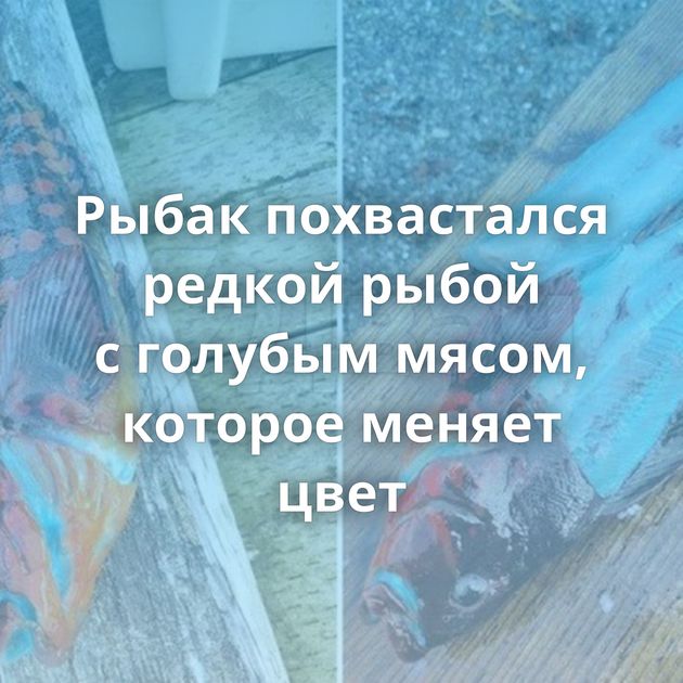 Рыбак похвастался редкой рыбой с голубым мясом, которое меняет цвет