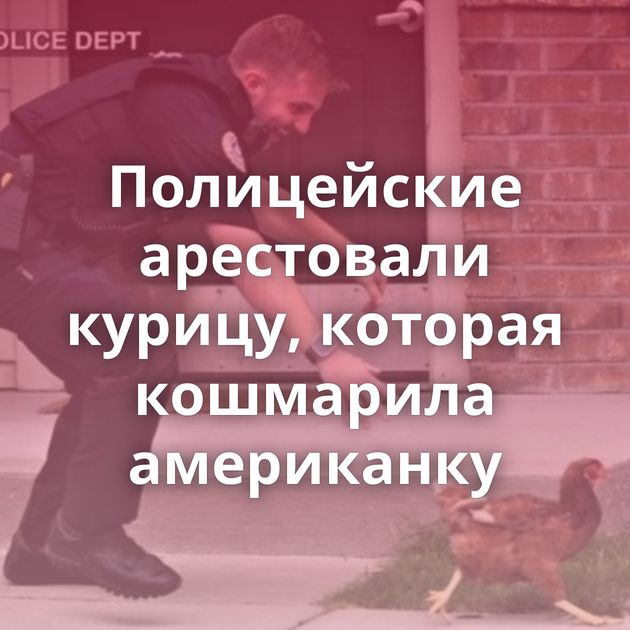 Полицейские арестовали курицу, которая кошмарила американку