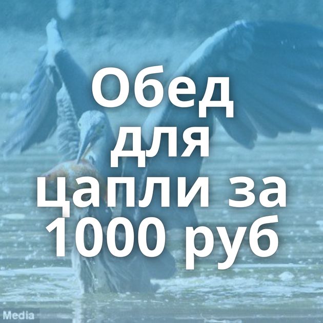 Обед для цапли за 1000 руб