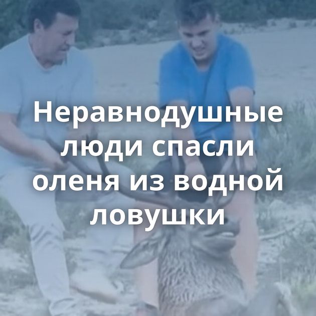 Неравнодушные люди спасли оленя из водной ловушки