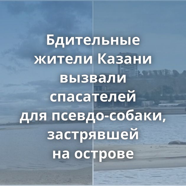 Бдительные жители Казани вызвали спасателей для псевдо-собаки, застрявшей на острове