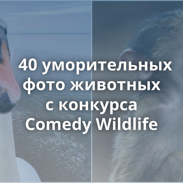 40 уморительных фото животных с конкурса Comedy Wildlife