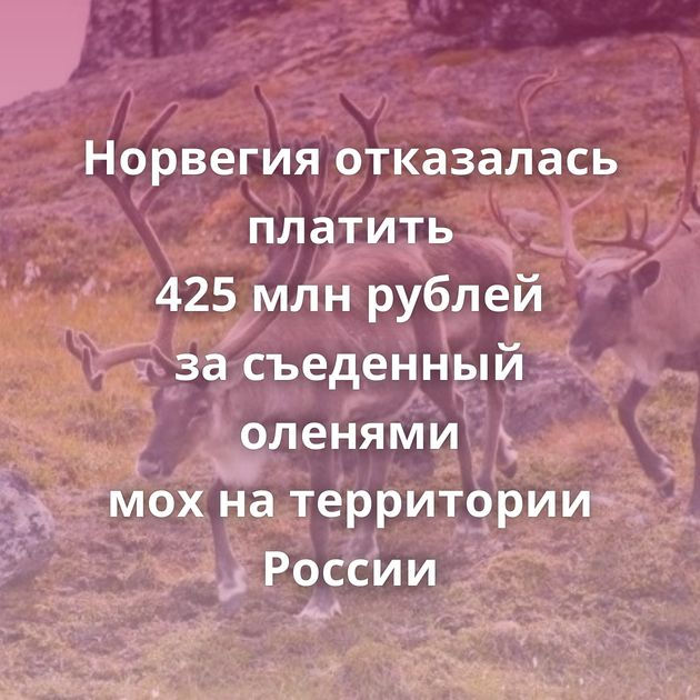 Норвегия отказалась платить 425 млн рублей за съеденный оленями мох на территории России