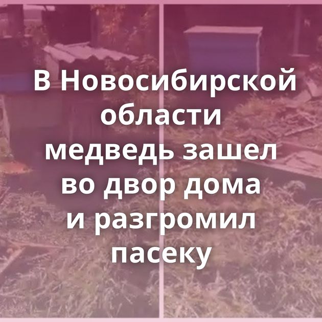 В Новосибирской области медведь зашел во двор дома и разгромил пасеку
