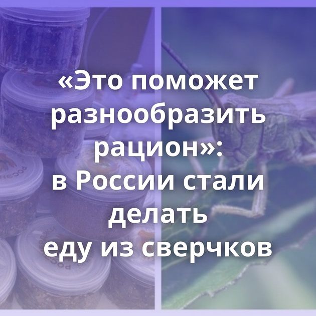 «Это поможет разнообразить рацион»: в России стали делать еду из сверчков