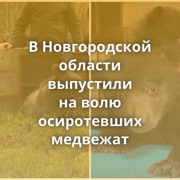 В Новгородской области выпустили на волю осиротевших медвежат