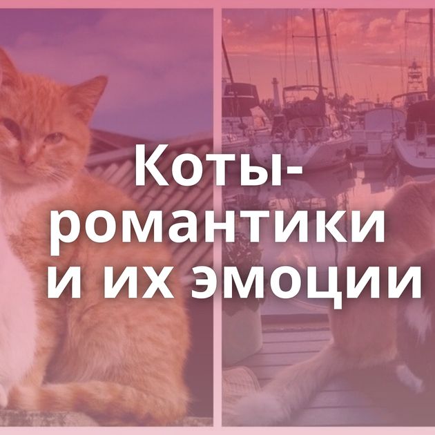 Коты-романтики и их эмоции