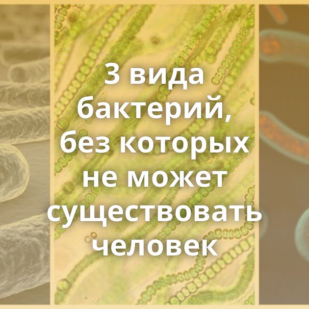 3 вида бактерий, без которых не может существовать человек