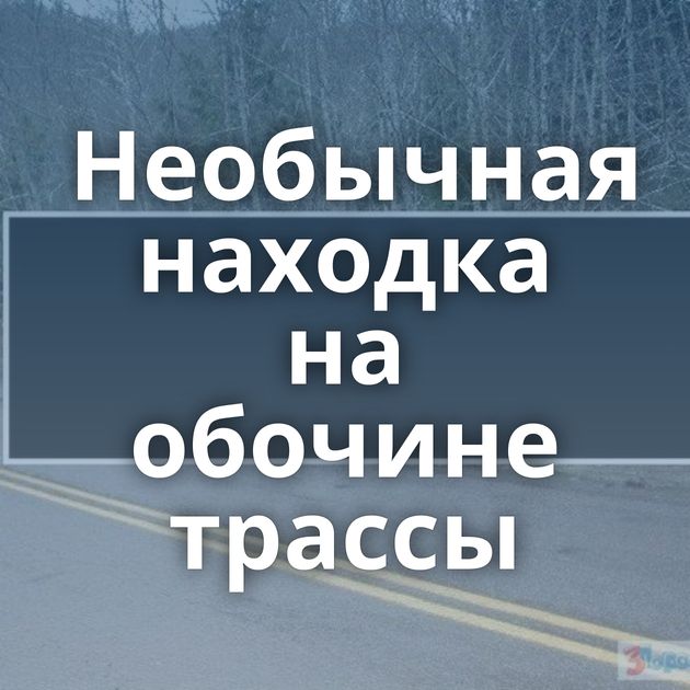 Необычная находка на обочине трассы