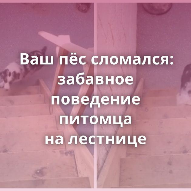 Ваш пёс сломался: забавное поведение питомца на лестнице