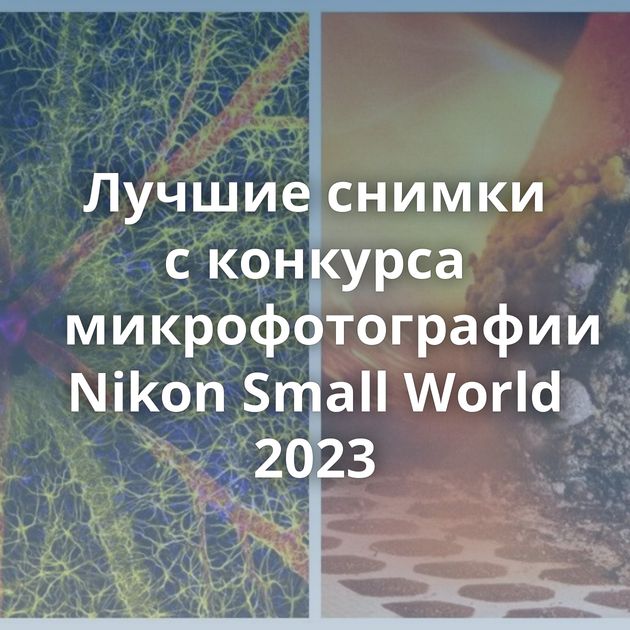 Лучшие снимки с конкурса микрофотографии Nikon Small World 2023