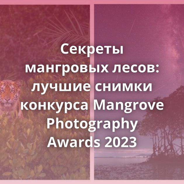 Секреты мангровых лесов: лучшие снимки конкурса Mangrove Photography Awards 2023