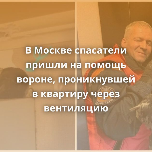 В Москве спасатели пришли на помощь вороне, проникнувшей в квартиру через вентиляцию