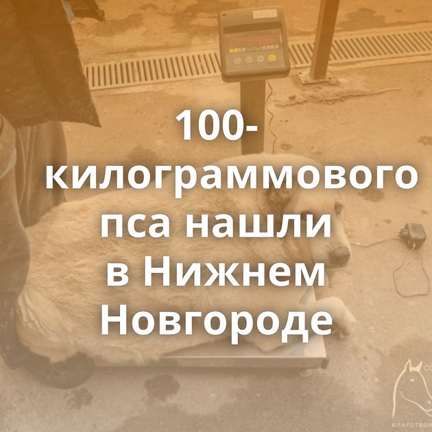 100-килограммового пса нашли в Нижнем Новгороде