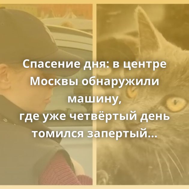 Спасение дня: в центре Москвы обнаружили машину, где уже четвёртый день томился запертый кот. Спасать…
