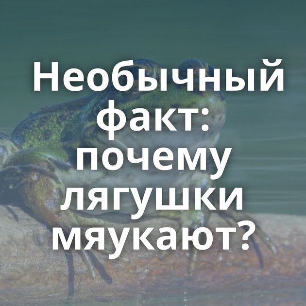 Необычный факт: почему лягушки мяукают?