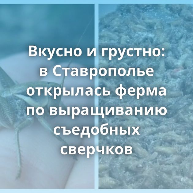 Вкусно и грустно: в Ставрополье открылась ферма по выращиванию съедобных сверчков
