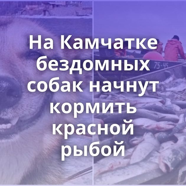 На Камчатке бездомных собак начнут кормить красной рыбой