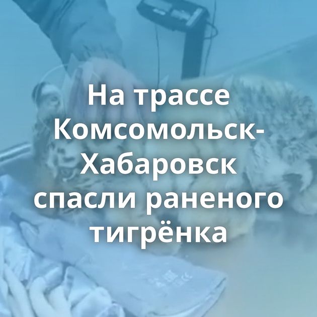 На трассе Комсомольск-Хабаровск спасли раненого тигрёнка