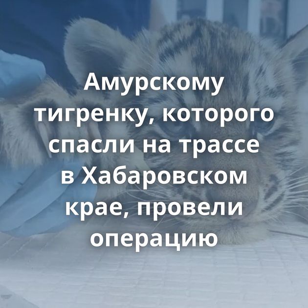 Амурскому тигренку, которого спасли на трассе в Хабаровском крае, провели операцию