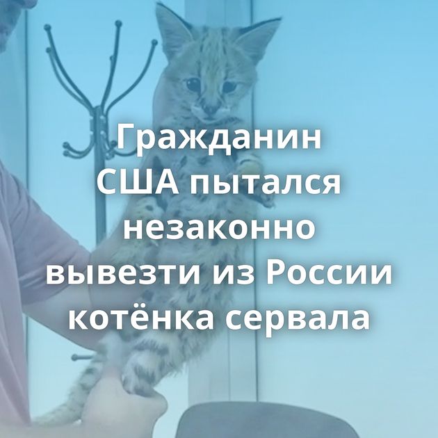 Гражданин США пытался незаконно вывезти из России котёнка сервала
