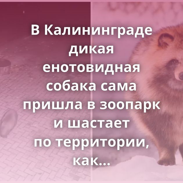 В Калининграде дикая енотовидная собака сама пришла в зоопарк и шастает по территории, как у себя дома