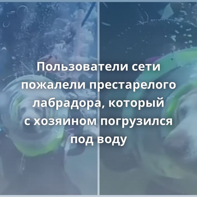 Пользователи сети пожалели престарелого лабрадора, который с хозяином погрузился под воду