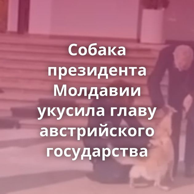 Собака президента Молдавии укусила главу австрийского государства