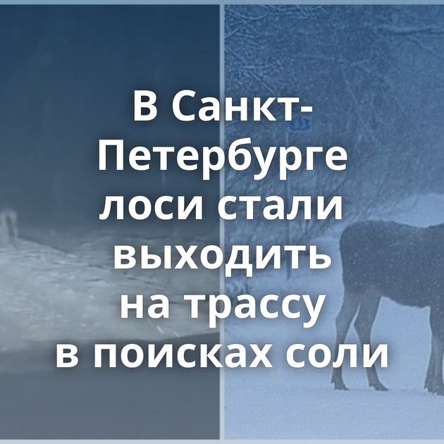В Санкт-Петербурге лоси стали выходить на трассу в поисках соли