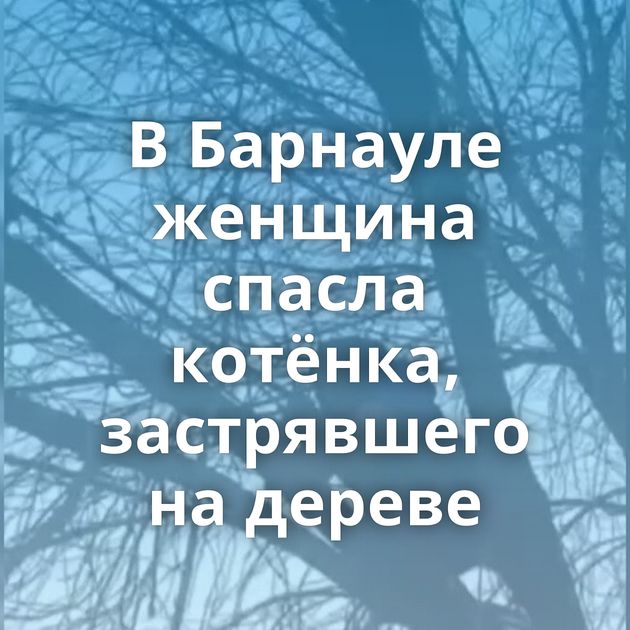 В Барнауле женщина спасла котёнка, застрявшего на дереве