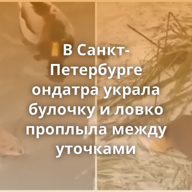 В Санкт-Петербурге ондатра украла булочку и ловко проплыла между уточками