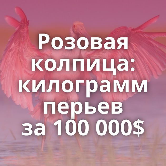 Розовая колпица: килограмм перьев за 100 000$