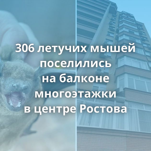 306 летучих мышей поселились на балконе многоэтажки в центре Ростова