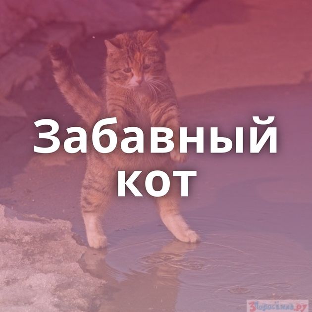 Забавный кот