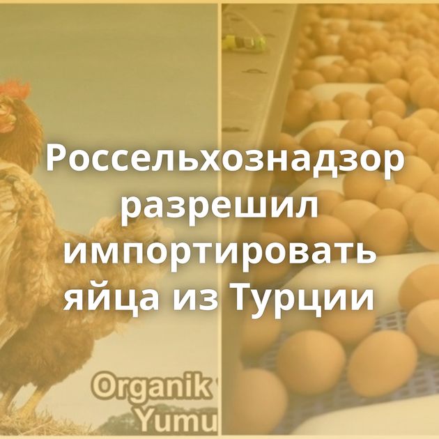 Россельхознадзор разрешил импортировать яйца из Турции