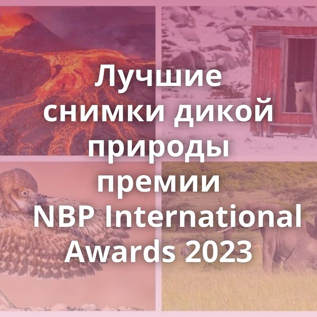 Лучшие снимки дикой природы премии NBP International Awards 2023